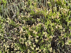 Spergularia tasmanica