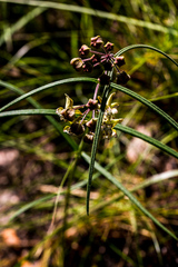 Asclepias praemorsa