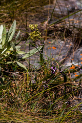 Asclepias praemorsa