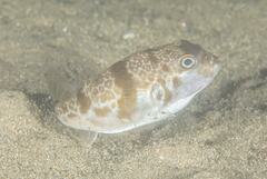 Reicheltia halsteadi