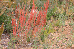 Gyrostemon australasicus