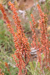 Gyrostemon australasicus