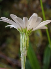 Celmisia adamsii