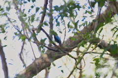 Chiroxiphia linearis