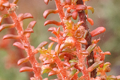 Gyrostemon australasicus