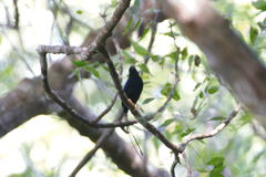 Chiroxiphia linearis