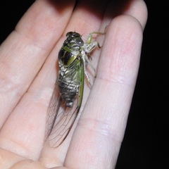 Diceroprocta vitripennis