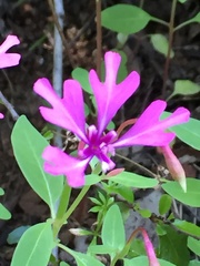 Clarkia concinna