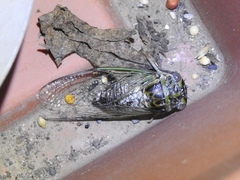 Diceroprocta vitripennis