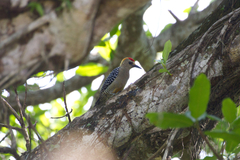 Melanerpes hoffmannii