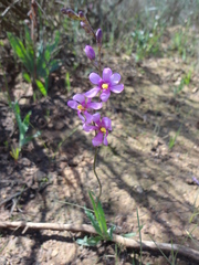 Ixia scillaris