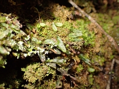 Hymenophyllum armstrongii
