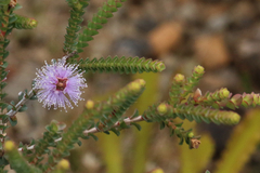 Melaleuca gibbosa