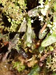 Hymenophyllum armstrongii