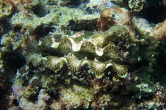 Tridacna