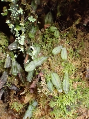 Hymenophyllum armstrongii