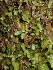 Hymenophyllum armstrongii