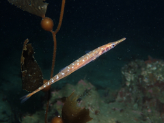 Aulorhynchus flavidus