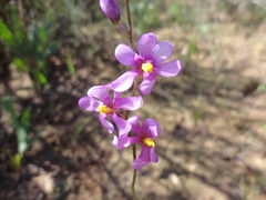 Ixia scillaris