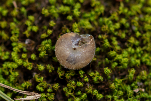 Silky Snail