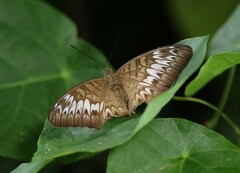 Tanaecia pelea