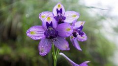 Delphinium denudatum