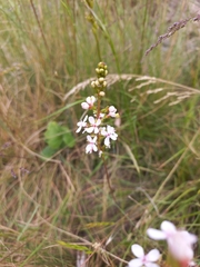 Stylidium
