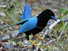 Cyanocorax yucatanicus