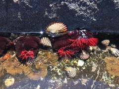 Austrocochlea porcata