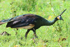 Pavo muticus