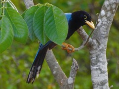 Cyanocorax yucatanicus