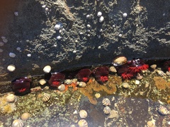 Austrocochlea porcata