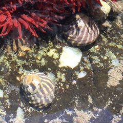 Austrocochlea porcata