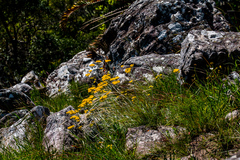 Helichrysum acutatum