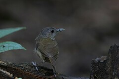 Malacocincla sepiaria