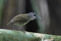 Malacocincla sepiaria