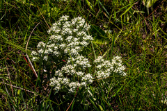 Helichrysum spiralepis