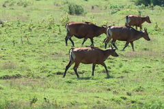Bos javanicus javanicus