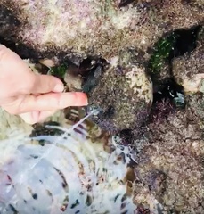 Pyura stolonifera