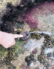 Pyura stolonifera
