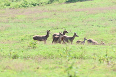 Rusa timorensis