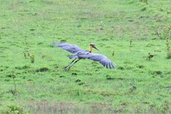 Leptoptilos javanicus