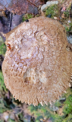 Styloctetor purpurescens