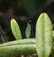 Psychonotis caelius