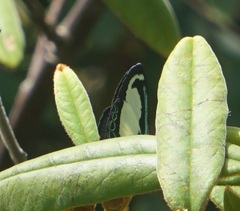 Psychonotis caelius