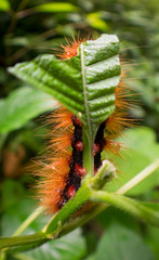 Campylotes histrionicus