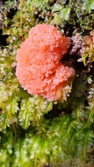 Tubifera ferruginosa