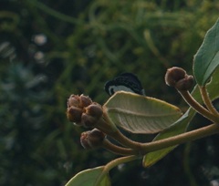 Psychonotis caelius