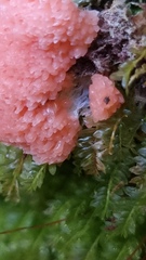 Tubifera ferruginosa