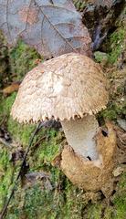 Styloctetor purpurescens